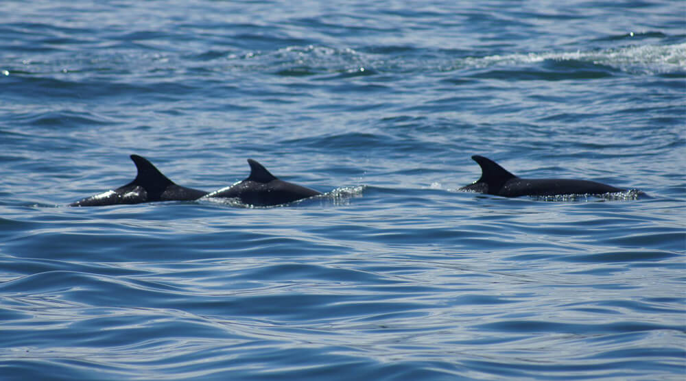 3 Dolphins near the Farne Islands